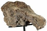 Fossil Theropod Vertebra Section w/ Metal Stand - Colorado #294839-1